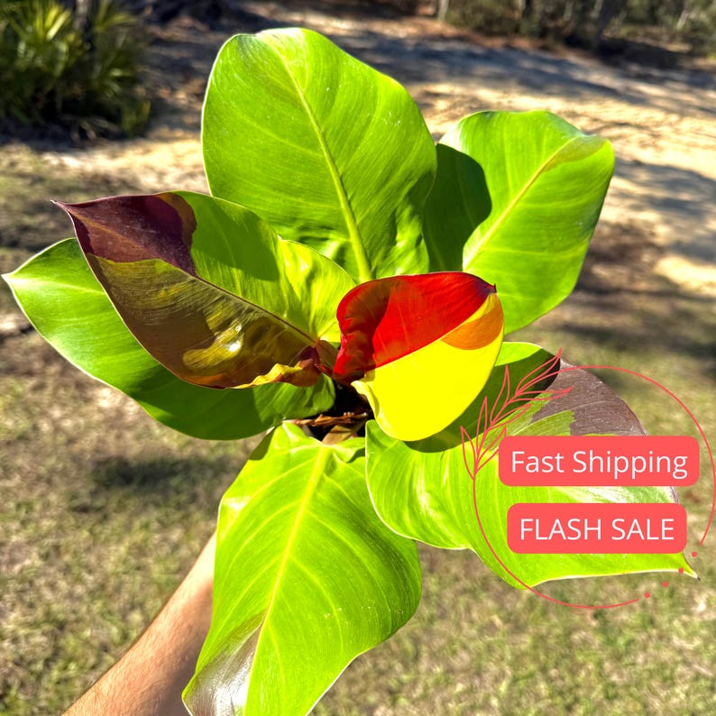 live philodendron plants for sale Philodendron Yellow Flame Live Plant | 4" Rare Houseplant | Indoor Greenery