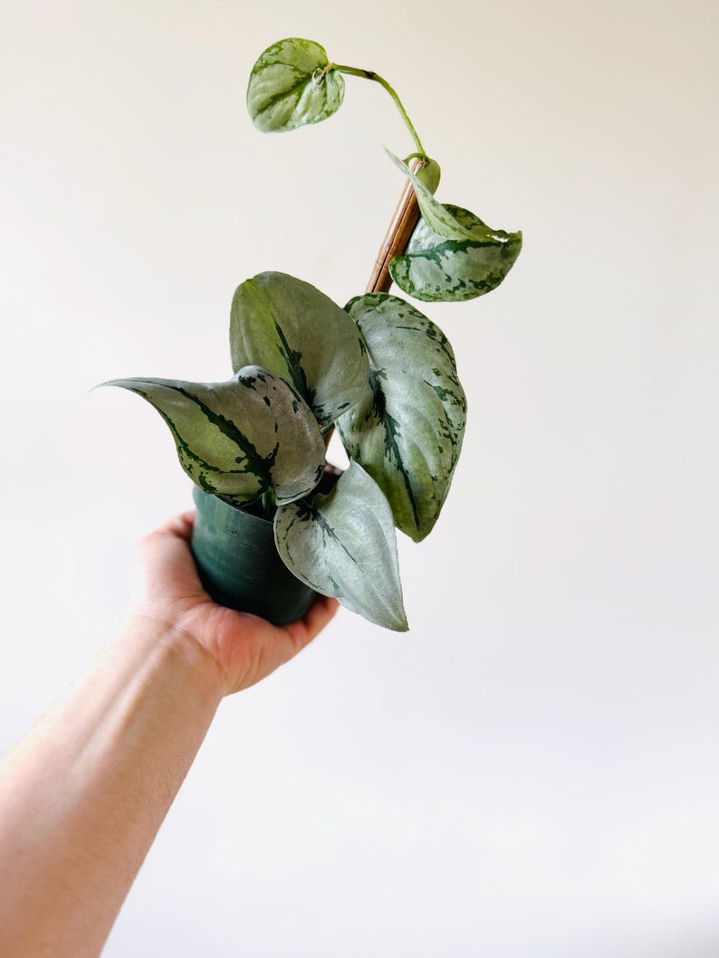 pothos live Silver Satin Pothos Live Plant 4" Pot Scindapsus sp. Silver Sierra Rar – Sejahtera Seeds and Bulbs