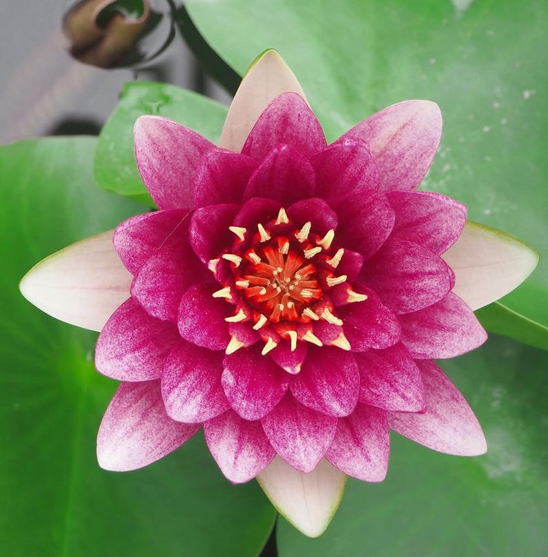Nymphaea 'Gloriosa' Water Lily 3 Pack
