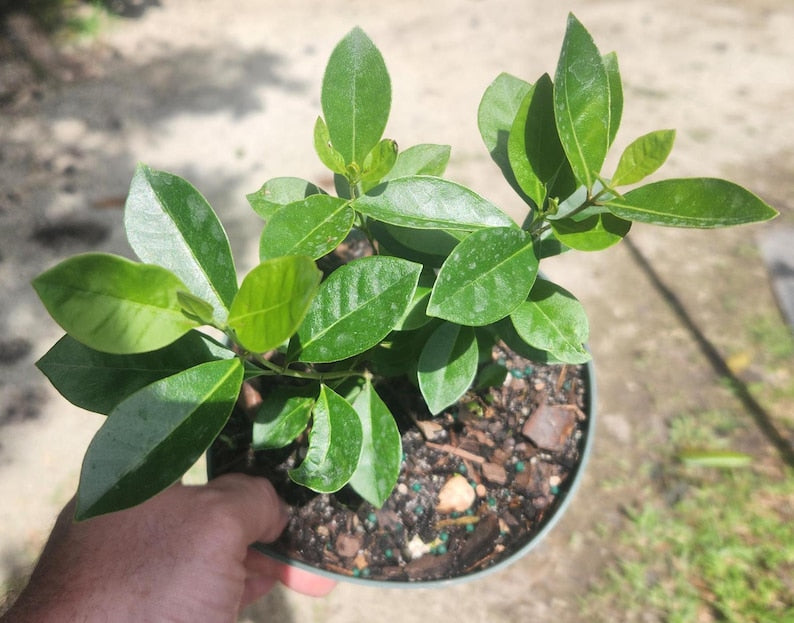 Strawberry Guava Fruit Tree - Live Plant - Psidium cattleianum - Cattley Guava - Outdoor Grown - Minor Blemishes May Be Present