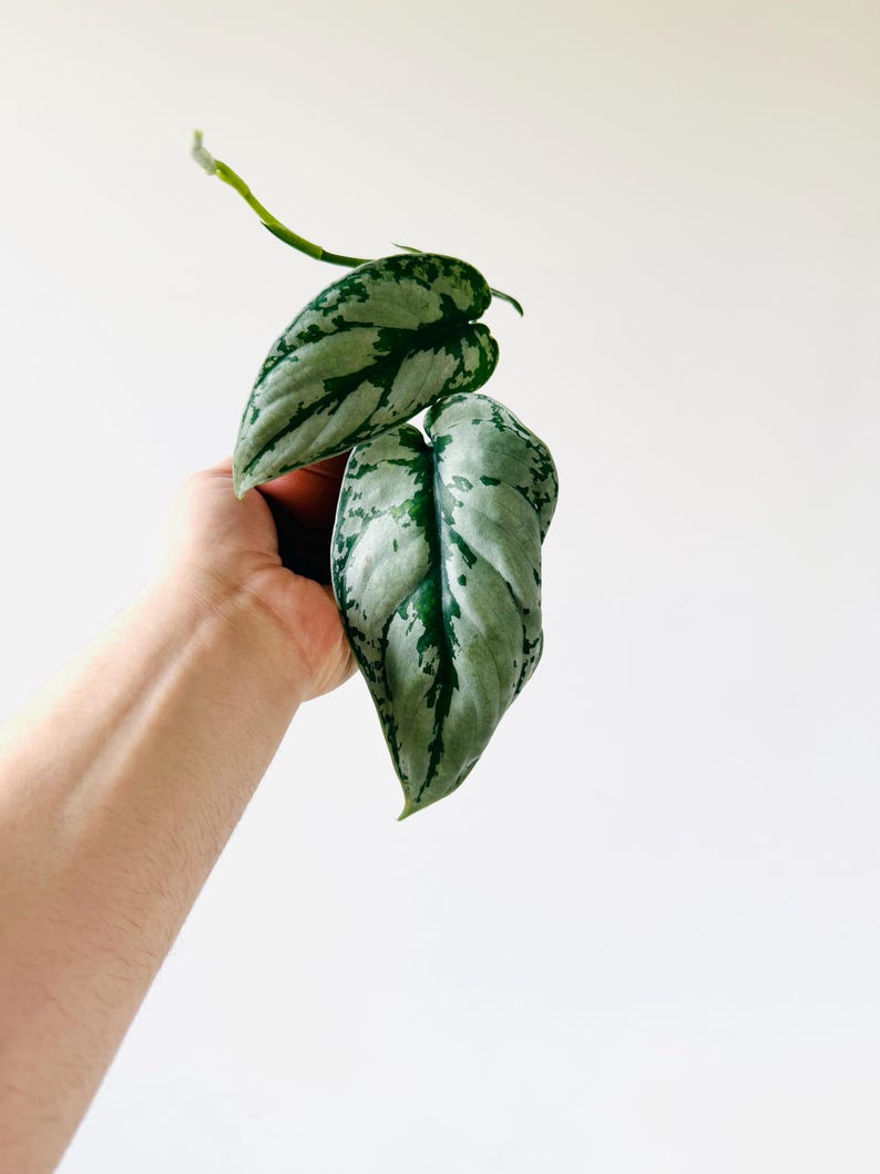 Scindapsus Silver Sierra Live Plant - 3” Pot - Rare Aroid - Silver Satin Pothos - Unique Variegated Leaves