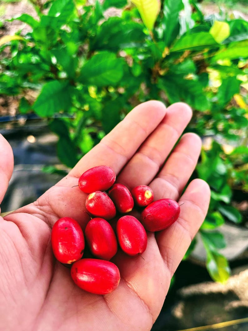 Miracle Fruit Tree 3 Gallon - Sweet Flavorful Berry Plant - Synsepalum dulcificum