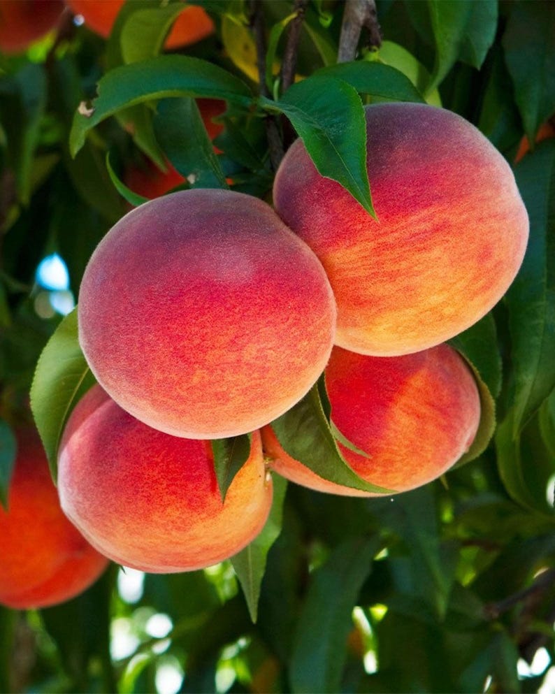 Semi Dwarf Peach Tree - 3 ft Hale Haven Variety - Prunus persica, Early Fruit Production, Not Shippable to California