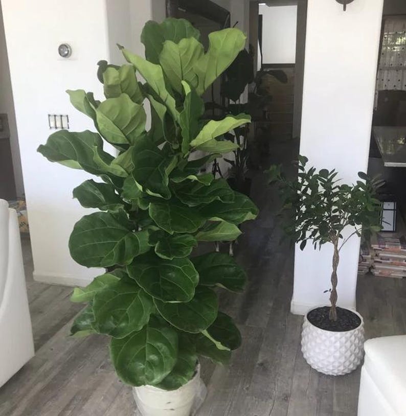 Fiddle Leaf Fig Tree - Ficus Lyrata Double - Indoor Plant - Elegant Green Foliage - Ideal for Home Decor