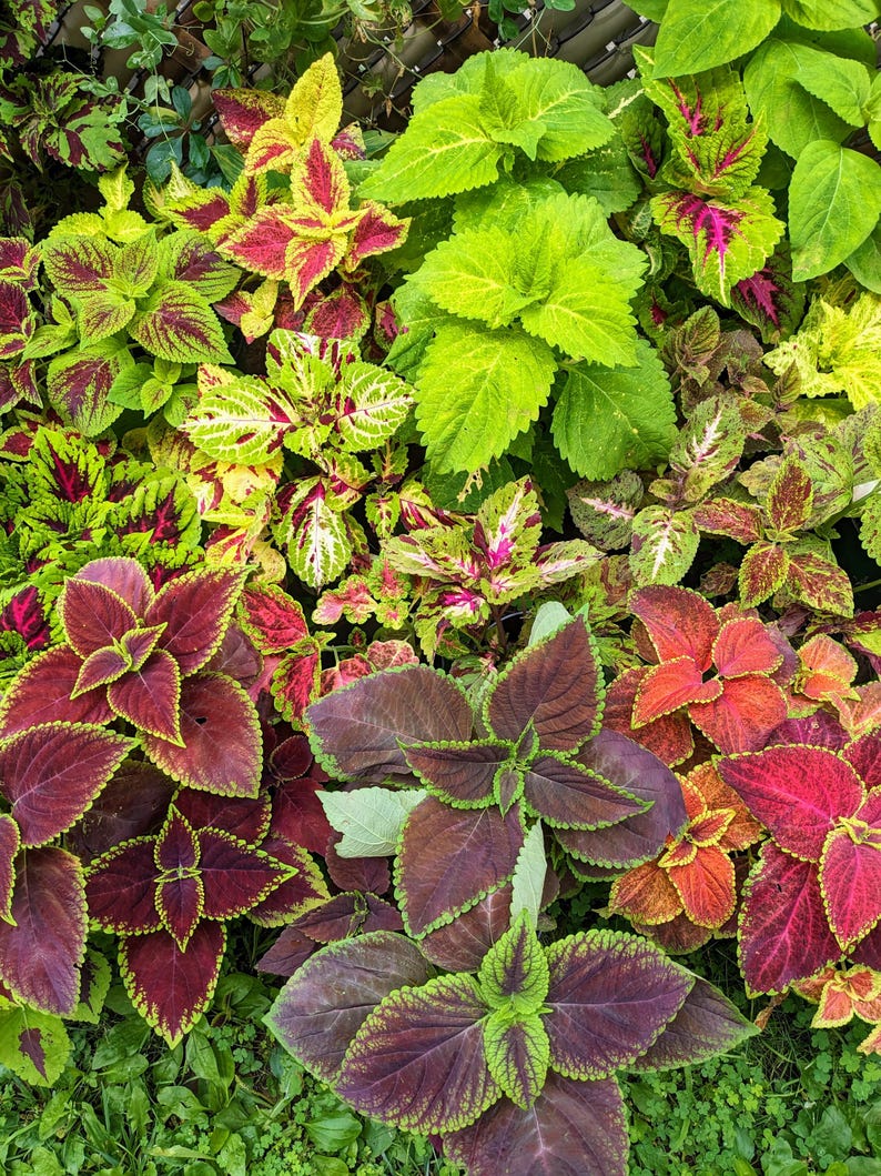 Coleus Seeds Mix Kong & Wizard, Vibrant Ornamental Plant, Rare Non-GMO Seeds for Indoors & Outdoors, Coleus scutellarioides
