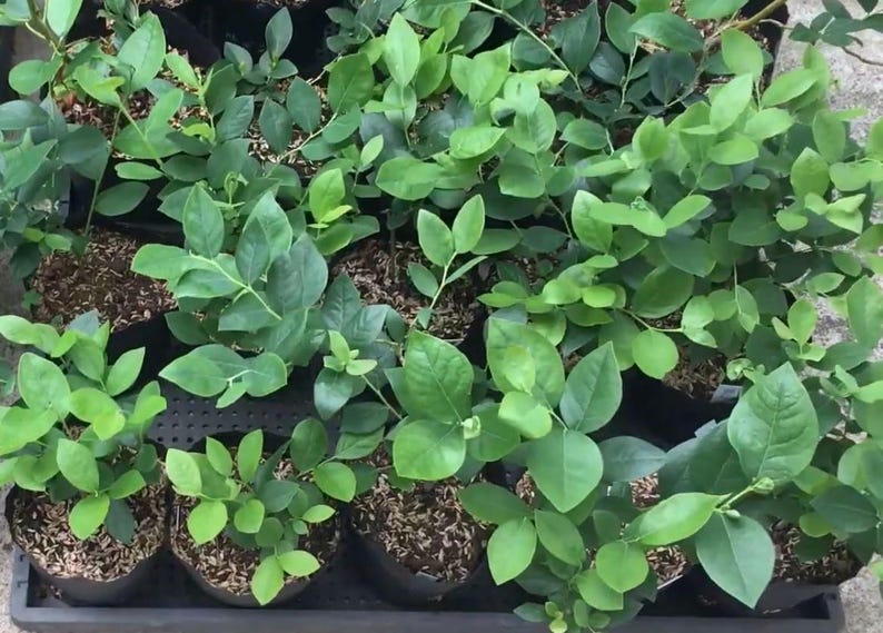 bonsai blueberry tree Miniature Bonsai Blueberry Plant 6 Inch Sunshine Blue Vaccinium