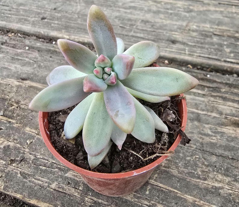 Graptosedum Darley Sunshine Plant - 2-4 in Sedum 'Francesco Baldi' - Pachyphytum hookeri - Succulent for Indoor Gardening