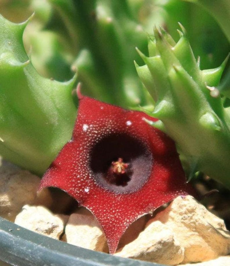 dragon succulent Huernia macrocarpa Red Dragon Live Plant - Carrion Plant