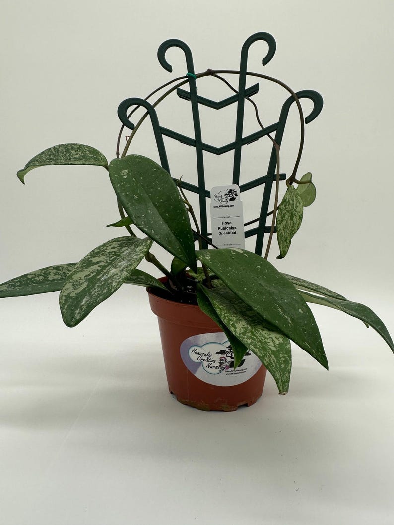 Hoya Plant 4" Trellis Silver Splash Variety (Pubicalyx) - Low-Maintenance Indoor Tropical Houseplant with Waxy Leaves