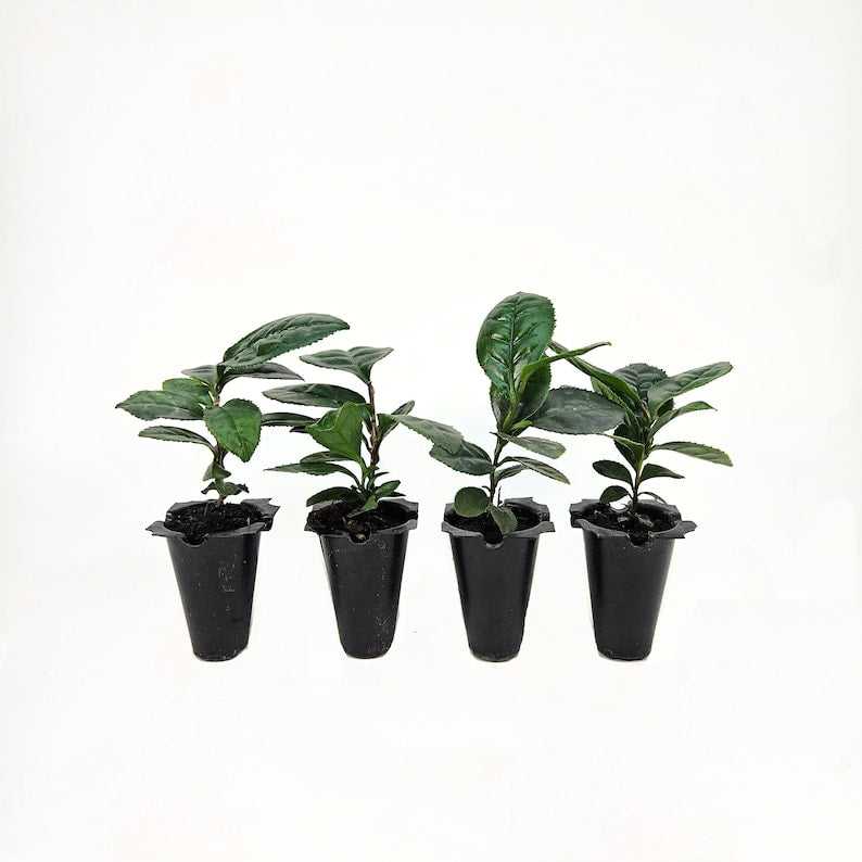Green Tea Plants Set of 4 - Camellia Sinensis - Hardy Evergreen Shrub for Tea & Landscaping