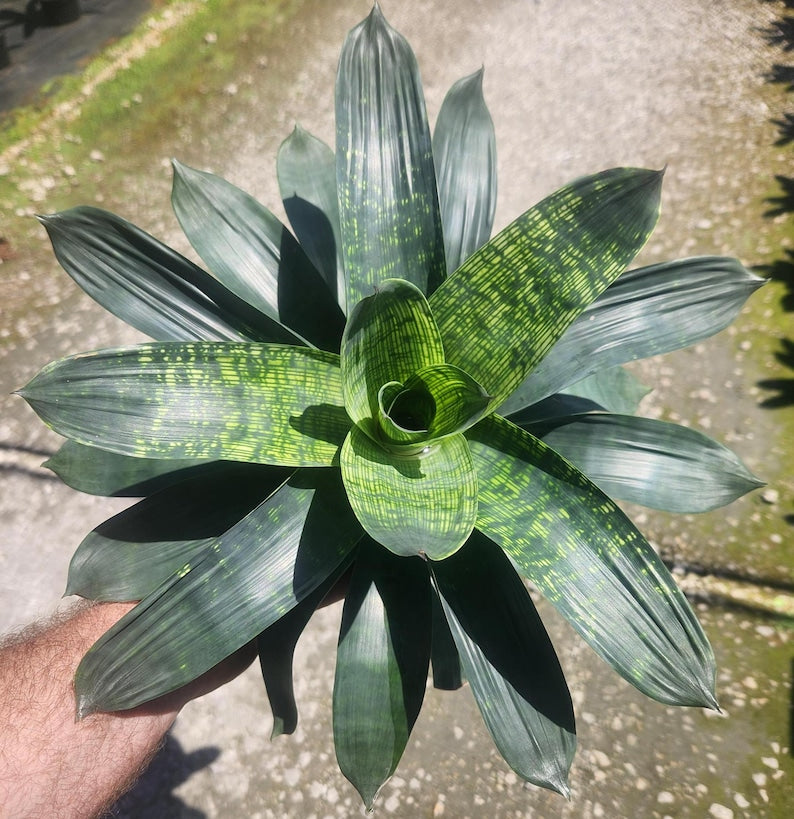 tropical bromeliad house plant Bromeliad Plant Vriesea Gigantea Nova - Live Outdoor Grown