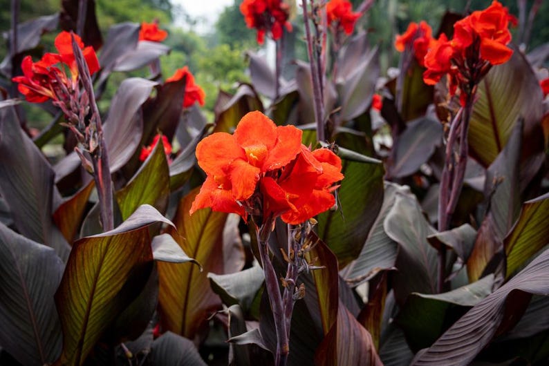 Red Australian Canna Plants 6 Pack - Canna 'Australia' - Tropical Pond Plants - 2" Pots - Eye-Catching Water Garden Flora