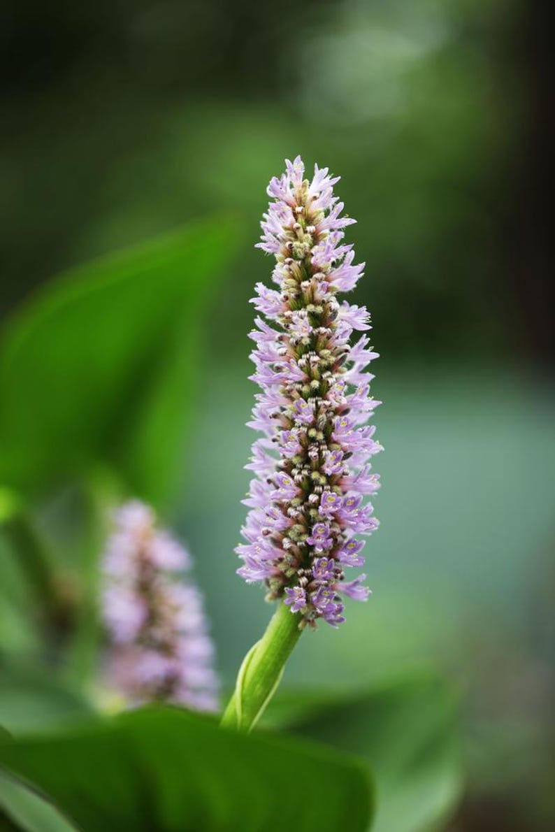 Pickerel Rush Plants 6 Pack, Pink Flowering Pond Plant, Pontederia cordata ‘Pink’, Winter Hardy Marginal Bog Plant