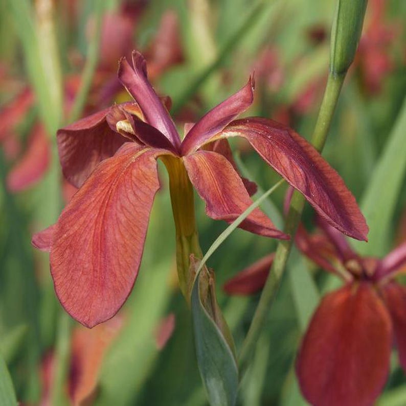 Red Iris Plants 6 Pack - Iris Fulva, Winter Hardy Aquatic Bog Plants for Ponds, Water Garden Favorites