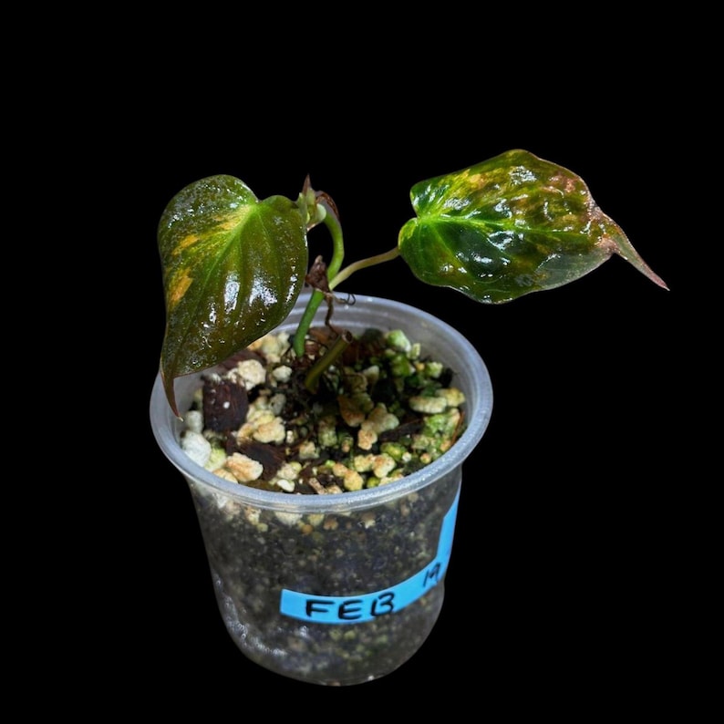 Rare Variegated Philodendron Mican Aurea Live Plant in Nursery Pot - Stunning Green & Yellow Variegation - Philodendron Micans