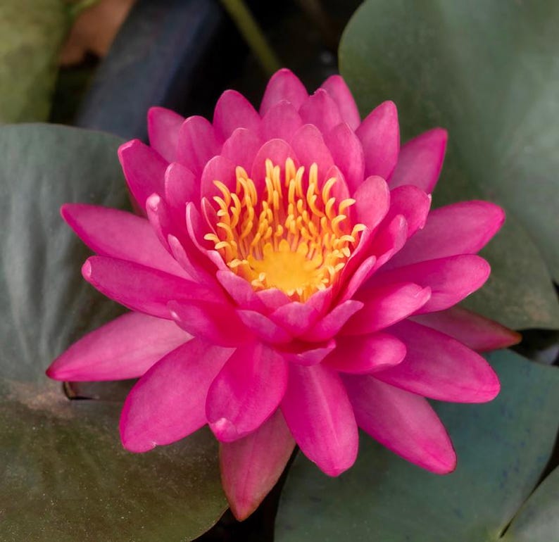 Packaged Water Lily Tuber Assorted Colors - Red, White, Pink, Yellow - Nymphaea spp.