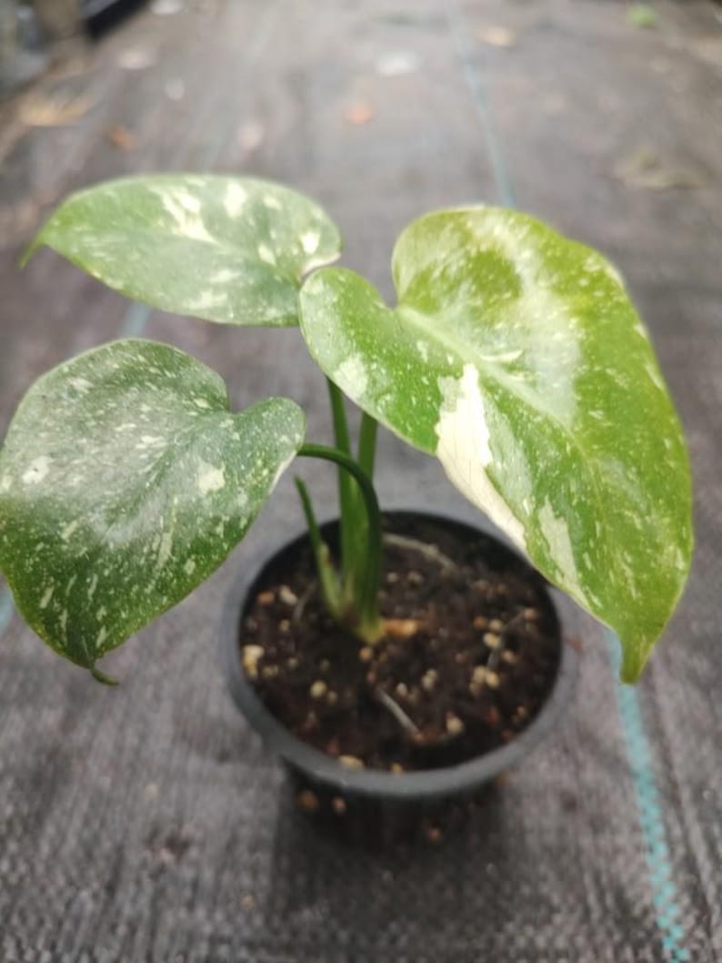 Thai Constellation Variegated Monstera (2 Plants) in 3" Net Pots - Wel   Sejahtera Seeds and Bulbs