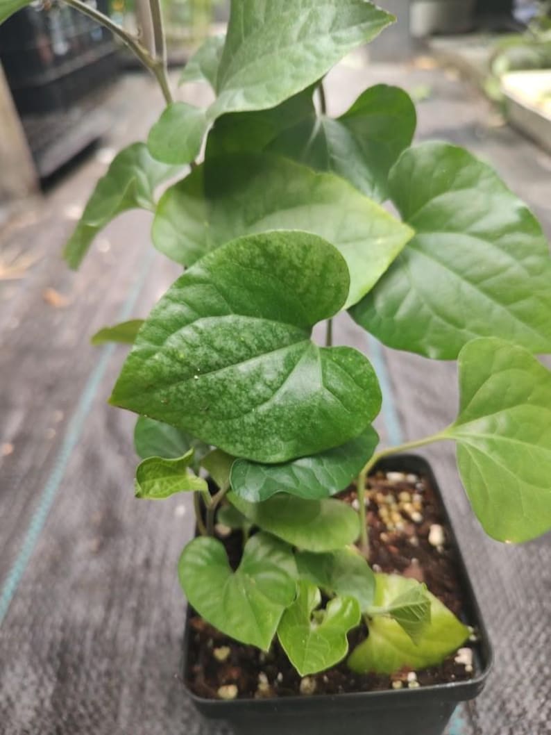 Piper Longum Plant - 4" Pot - Alligator Pepper - Piper longum - Fast-Growing Flowering Vine for Humid Climates