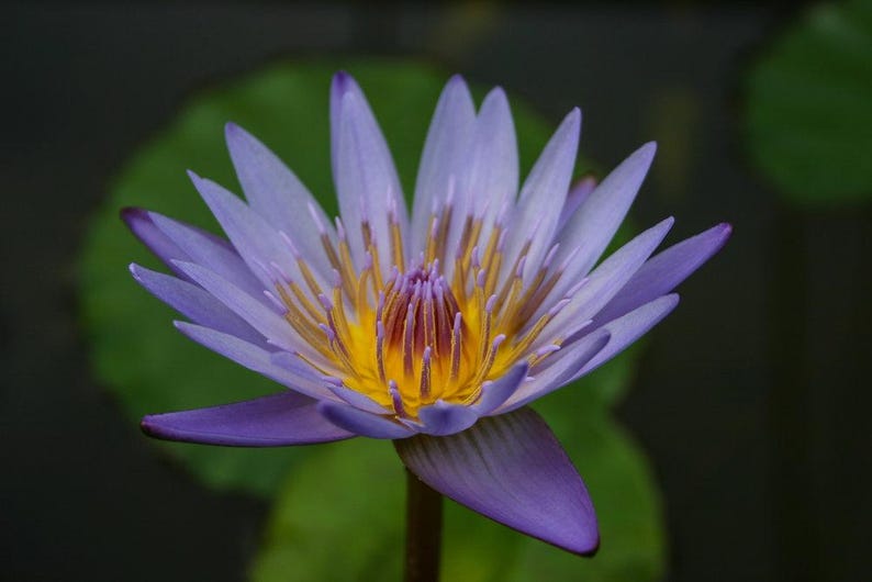 Day Blooming Water Lily 3 Plant Pack - Nymphaea ‘Margaret Mary’ - Purple Flowers with Green Leaves - Aquatic Plants for Ponds