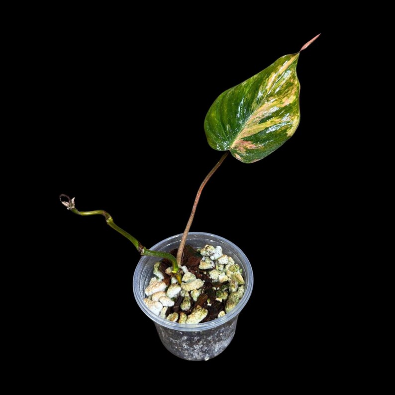 Rare Variegated Philodendron Mican Aurea Plant in Nursery Pot - Philodendron Micans "Aurea" - Unique Houseplant for Collectors