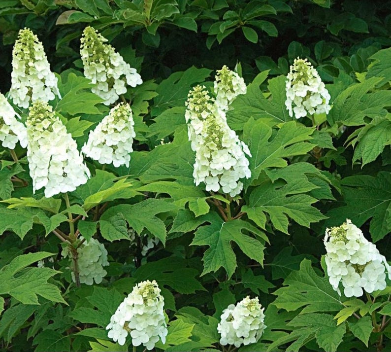 Queen Oak Leaf Hydrangea Plant + 1 Live Plant + Climbing Pink Rose Cuttings - Hydrangea quercifolia + Rosa climbing