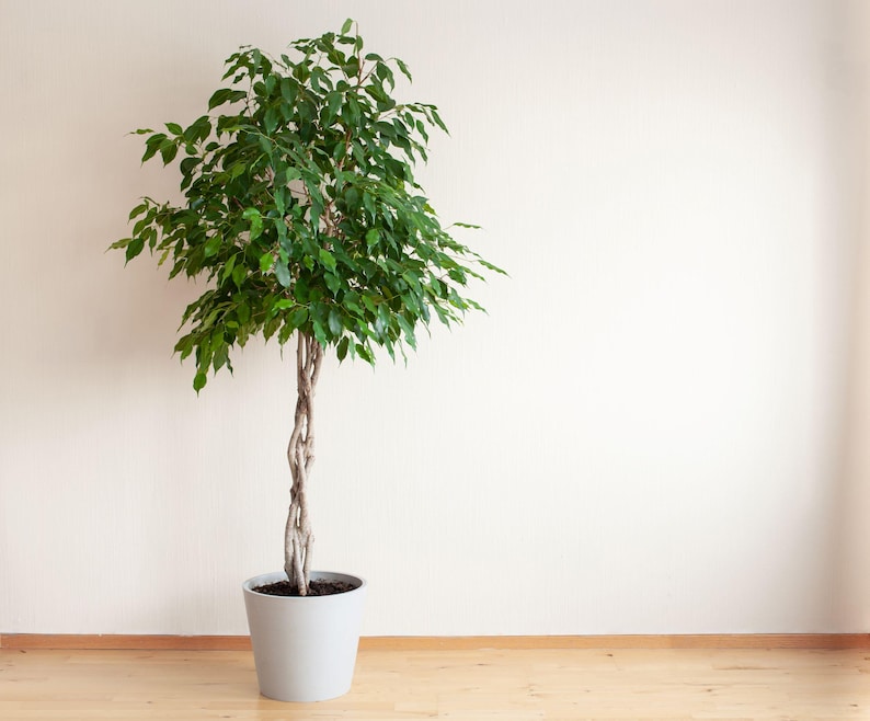 Braided Ficus Benjamina Tree, Indoor Weeping Fig Plant, Glossy Green Leaves, Ficus Benjamina, Tropical Houseplant Decor