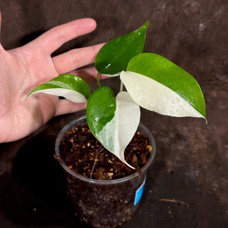 Variegated Monstera Albo Plant - Rare White Borsigiana - Unique Indoor Houseplant - Exact Plant - US Seller