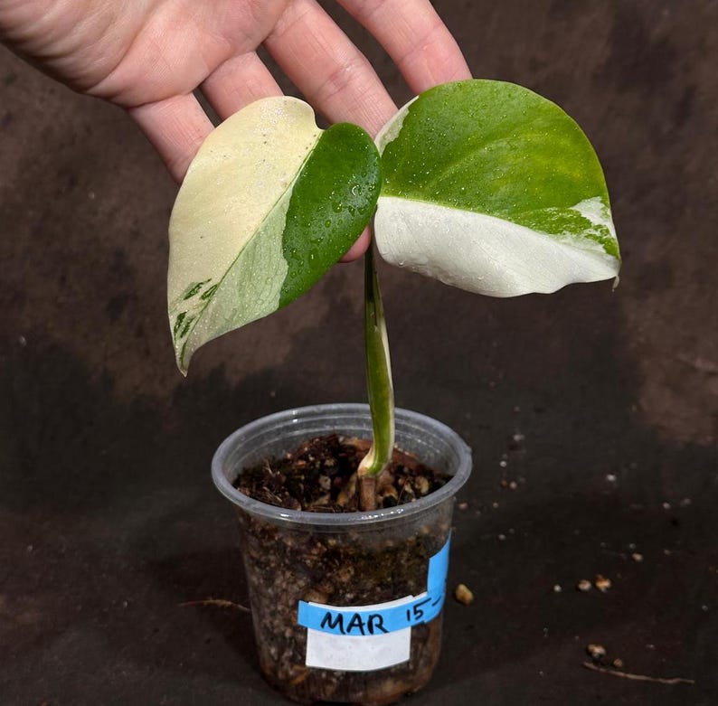 Monstera Borsigiana Albo Variegated A
