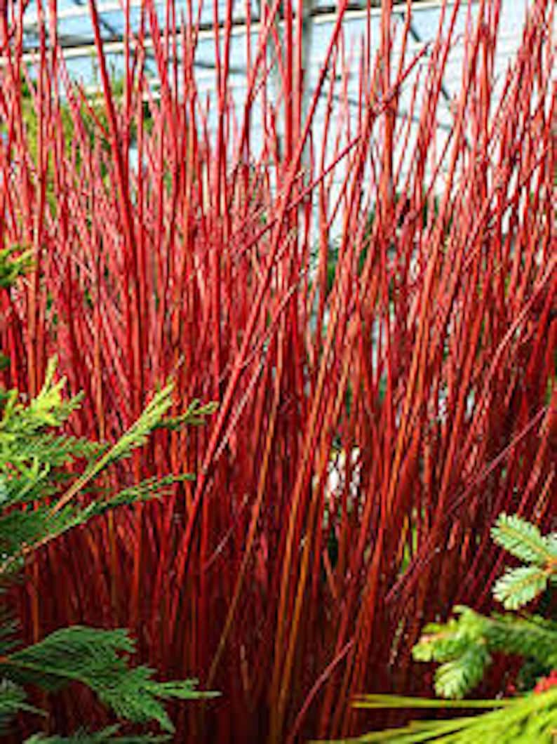 Red Twig Dogwood Shrub 12-24in Red Coral Cornus sericea Bare Root Landscape Plant - Hardy in Zones 3-8