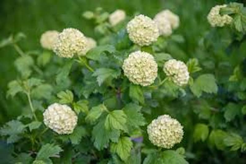 Japanese Snowball Plant 12-24in Viburnum plicatum Deciduous Shrub - Flowering Ornamental for Garden & Landscape