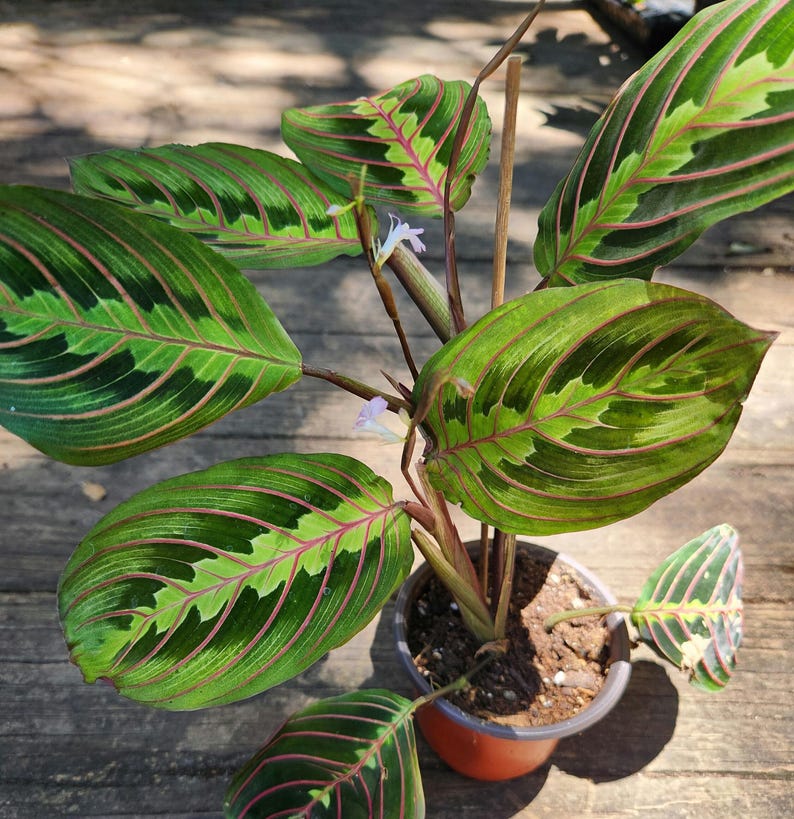 Prayer Plant - Rabbit Tracks - Maranta leuconeura - 4-6 inches - Herringbone Plant - Indoor Houseplant for Humidity and Indirect Sunlight