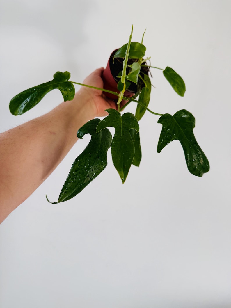 glad hands philodendron care Philodendron Glad Hands Live Plant 4.5” Pot - Rare Aroid Pedatum