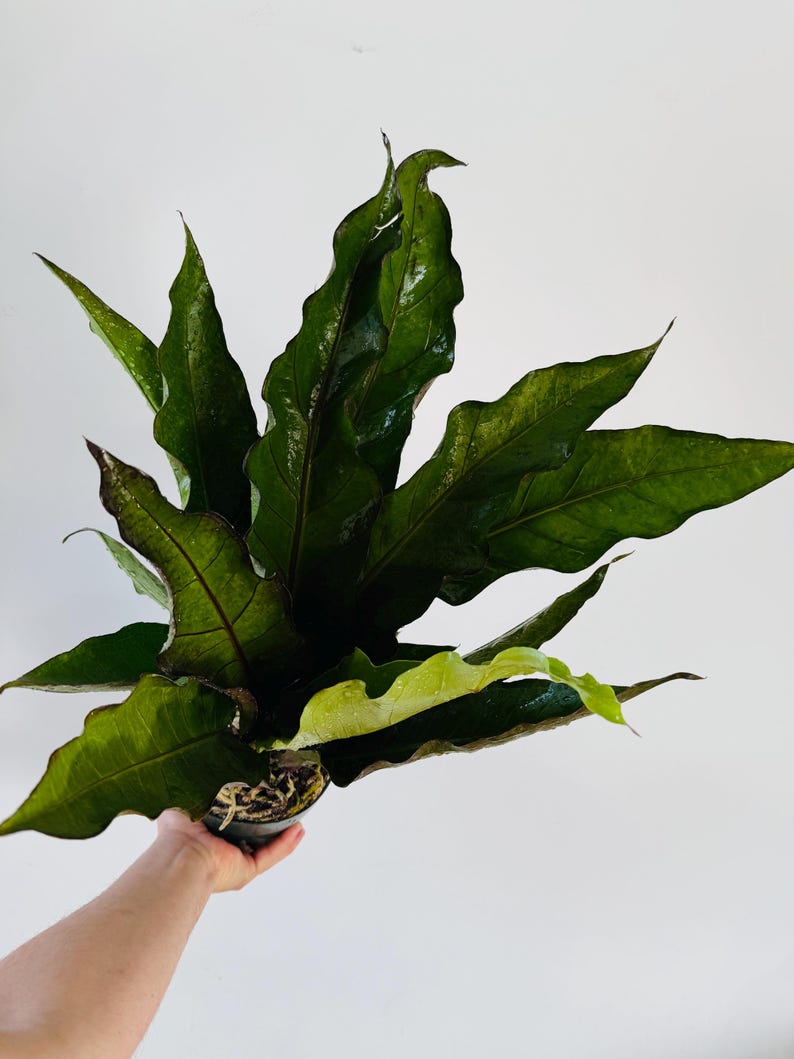 black dragon plant indoor Anthurium Black Dragon Houseplant - 6” Live Plant - Rare Aroid with Black Veining