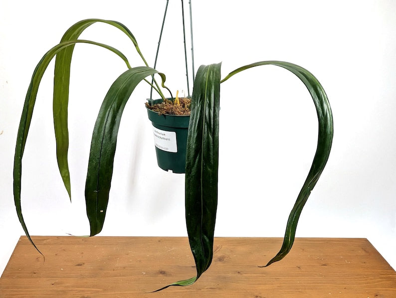 Anthurium Friedrichsthalii Live House Plant - 4" Pot, Pendant Strap Leaves, Tropical Epiphyte, Ideal for Hanging Displays
