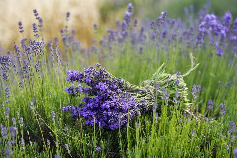 English Lavender Seeds - 20 Pack - Lavandula angustifolia vera - Fragrant Garden Herb for Aromatherapy & Culinary Use