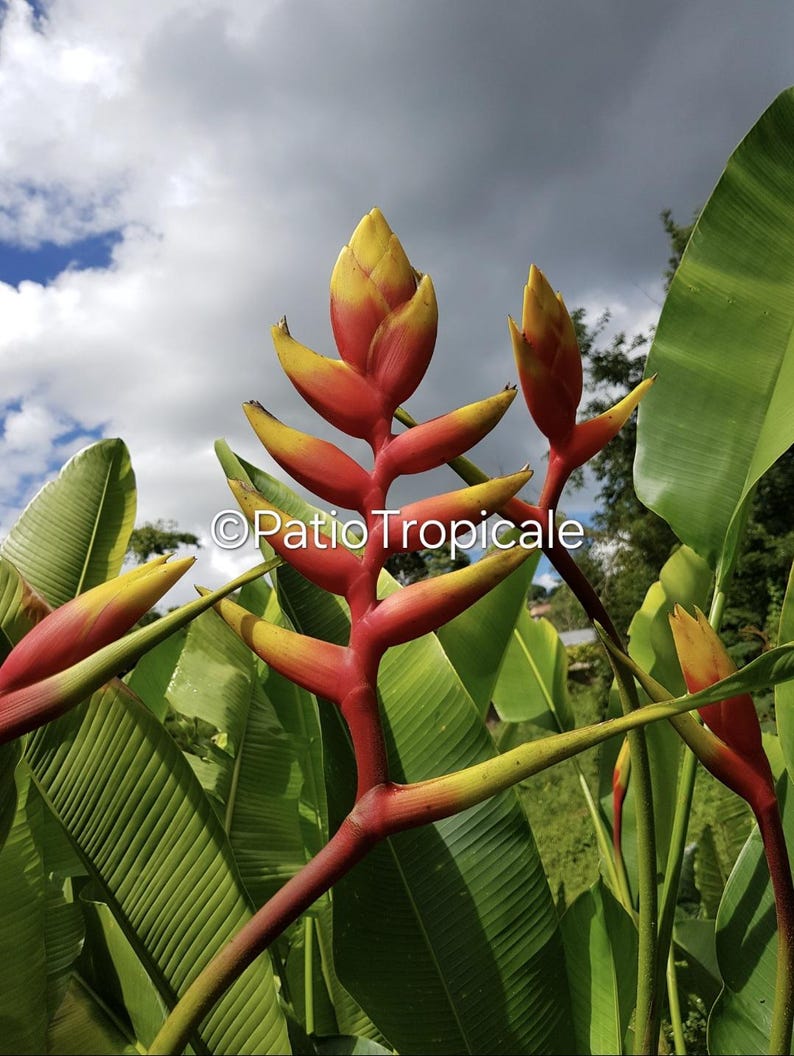 heliconia plant seeds Heliconia Rhizome Live Plant - Heliconia episcopalis x standleyi  'Flabellata' - Tropical Clumping Variety