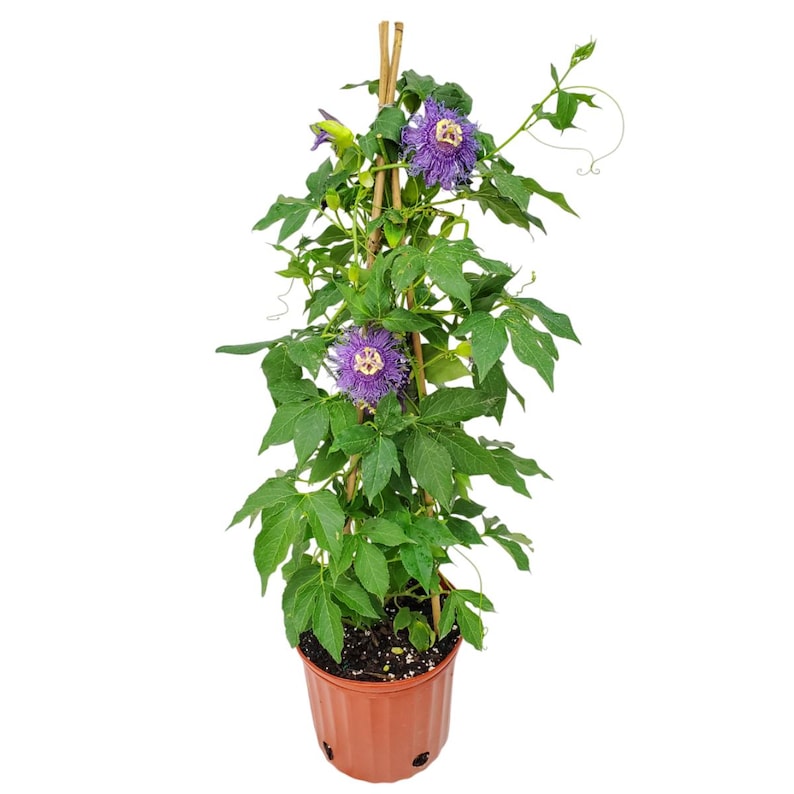 purple trellis plant Tropical Plants of Florida Purple Passion Flower Vine