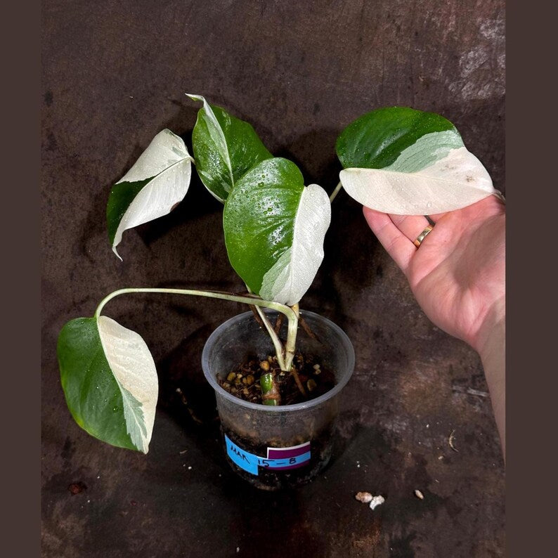 Variegated Monstera Albo Plant - Rare White Borsigiana - Unique Indoor Houseplant - Exact Plant by US Seller