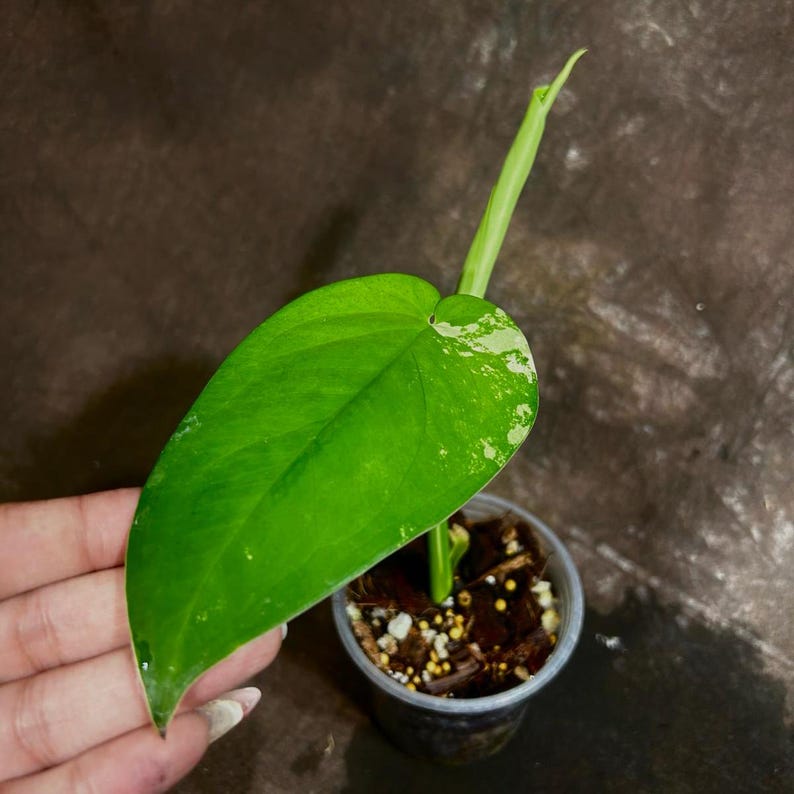 syngonium plant seeds Variegated Syngonium Chiapense Plant in Nursery Pot - Rare Aroid with Striking Creamy-White Foliage
