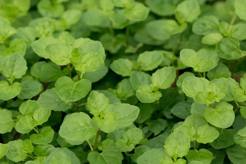 Creeping Mint Charlie 3 Pack Bunched Oxygenator Plant Clinopodium cf. brownei for Aquarium or Pond
