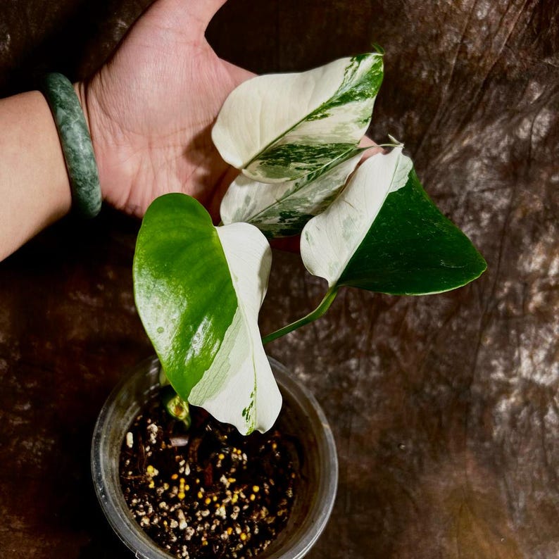 Monstera Borsigiana Albo Variegated A