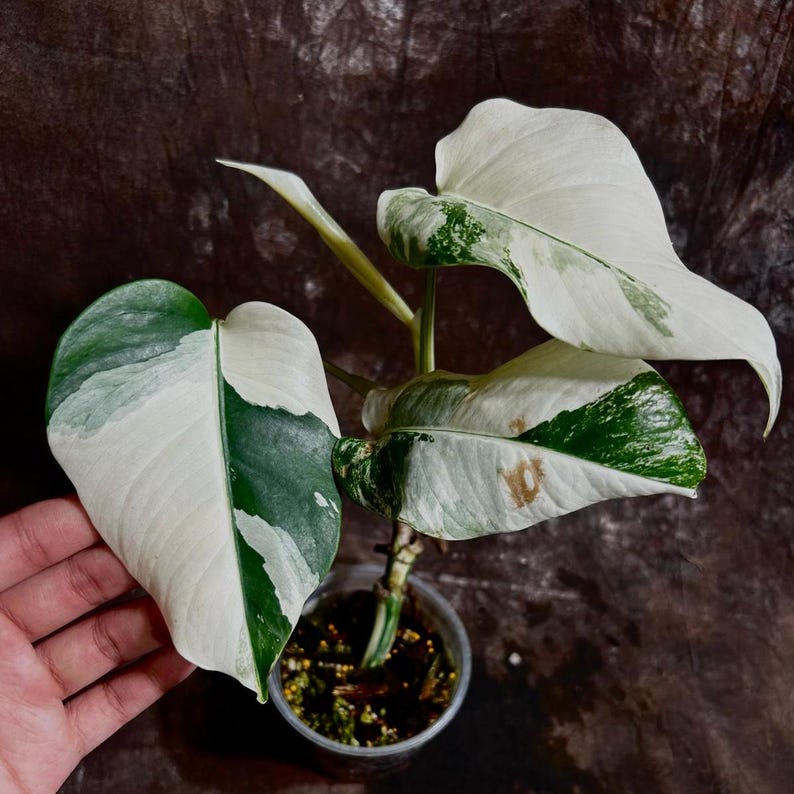 variegated monstera seeds Variegated Monstera Albo Plant - Rare White Monstera Borsigiana - Exact  Plant - Indoor Houseplant