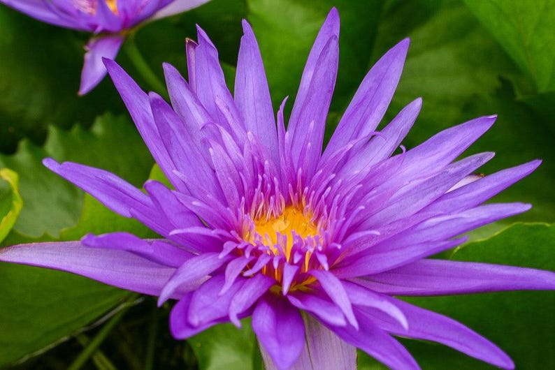 Tropical Water Lily 3 Pack Nymphaea ‘Midnight Serenade’ Purple Flowering Pond Plants for Water Gardens