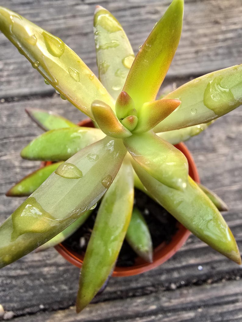 Coppertone Stonecrop Succulent 2-3 in - Sedum nussbaumerianum - Evergreen with Red/Orange Edges, Easy Care, Sun-Loving Plant