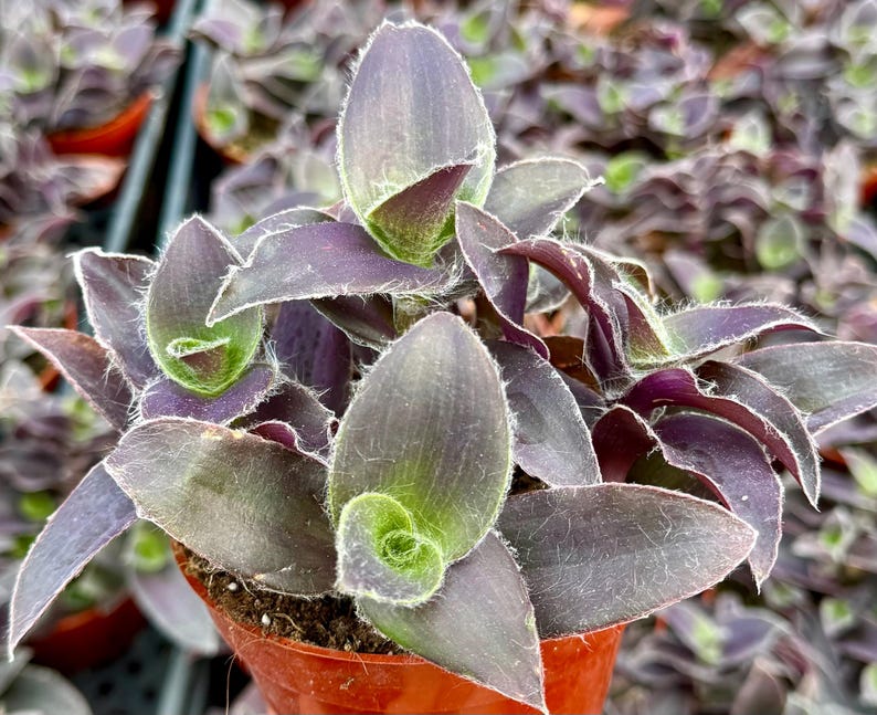 Tradescantia Plant 4" Pot Purple Fuzzy Leaves Tradescantia pallida 'Pale Puma' Velvet Texture Indoor Outdoor Garden