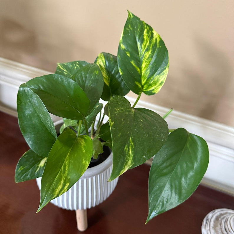 golden variegated pothos Variegated Golden Pothos Plant 3" Pot - Easy Care Indoor Houseplant - Epipremnum aureum