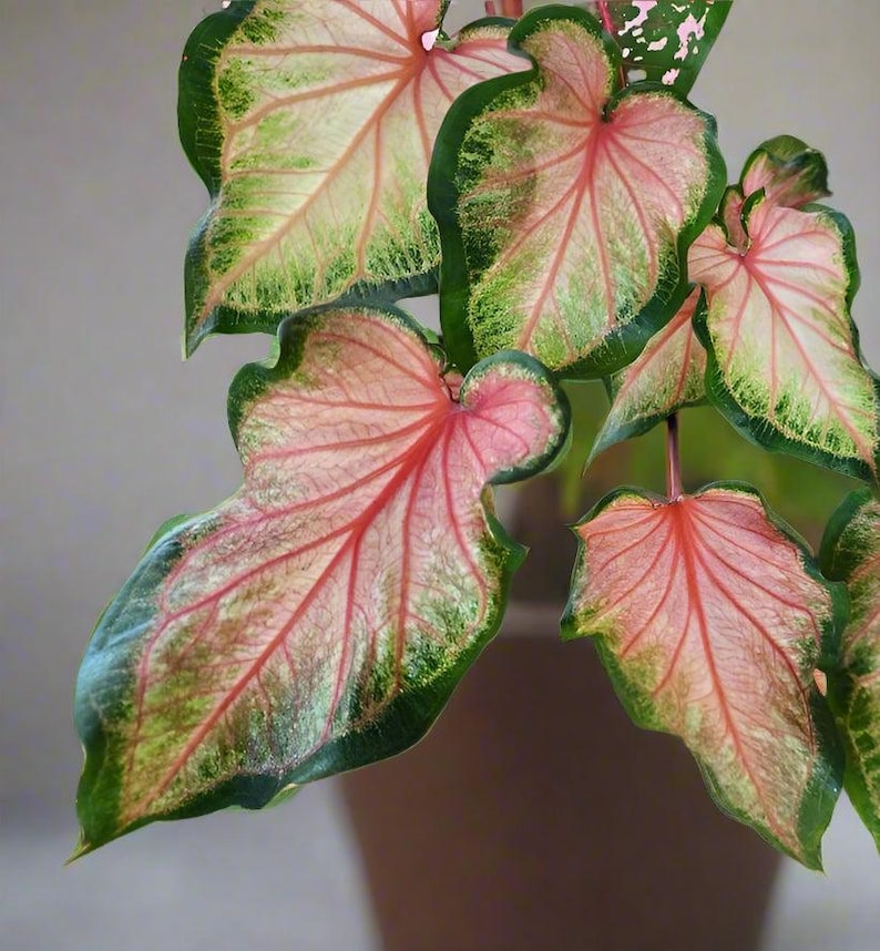 Chinook Caladium Bulbs (2 Pack) - Salmon Pink Foliage with Dark Green Edges - Caladium bicolor