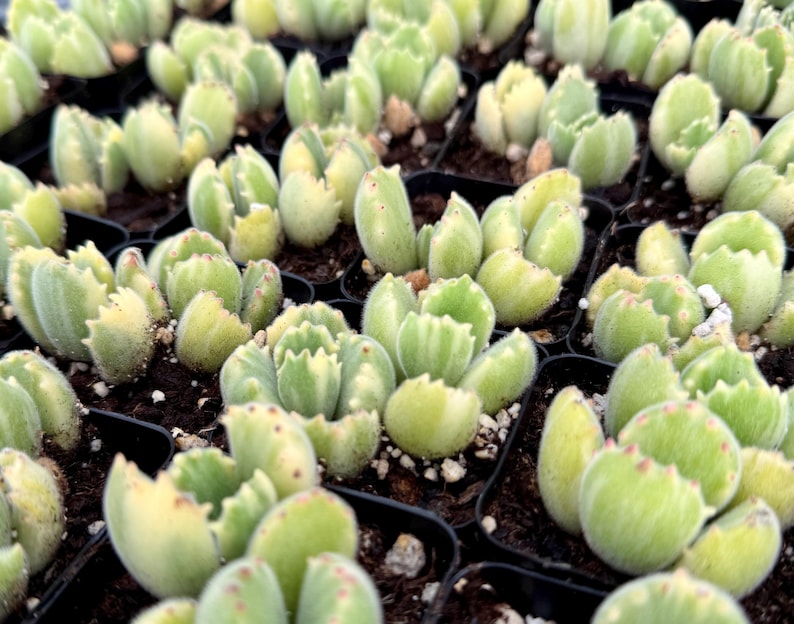 Variegated Bear Paw Succulent | Live Plant in 2" & 4" Pots | Cotyledon tomentosa variegata | Rare Variegated Fuzzy Leaves