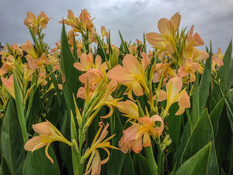 Peach Delight Canna 6 Pack - Tropical Bog Plant, Canna 'Peach Delight' - 2" Pots, Ideal for Ponds and Water Gardens
