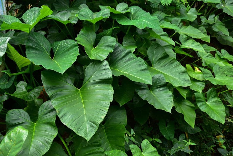 Taro Plants 6 Pack 2" Pots Green Taro Colocasia Esculenta Tropical Pond Marginal Bog Plant for Water Gardens
